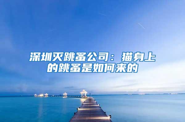 深圳灭跳蚤公司：猫身上的跳蚤是如何来的