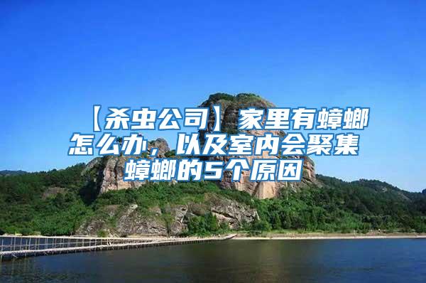 【杀虫公司】家里有蟑螂怎么办，以及室内会聚集蟑螂的5个原因