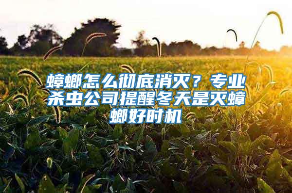 蟑螂怎么彻底消灭？专业杀虫公司提醒冬天是灭蟑螂好时机